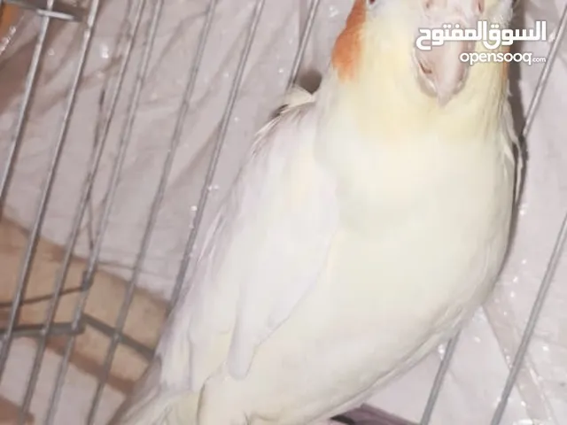 كوكتيل لاتيني عيون حمراء