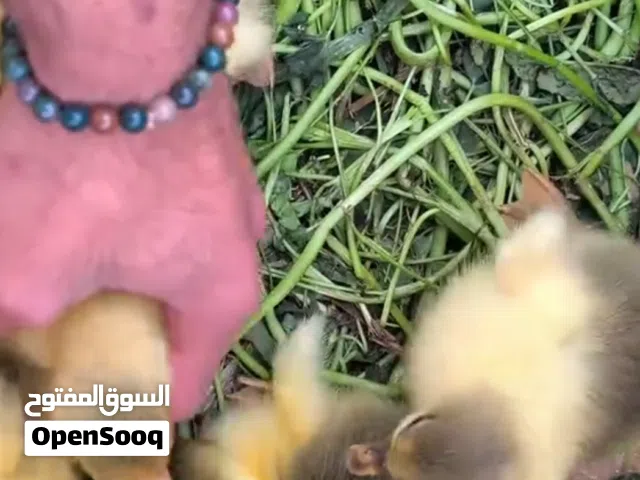 بط عراقي كوبرا
