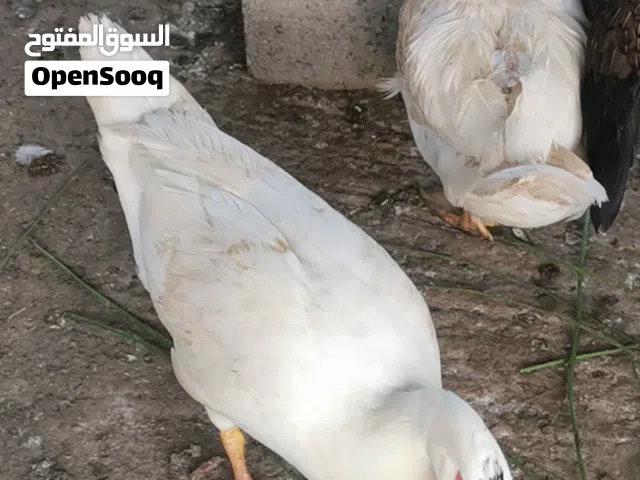 بط مصري جاهز ويبيض سعر الحبه 3 ريال