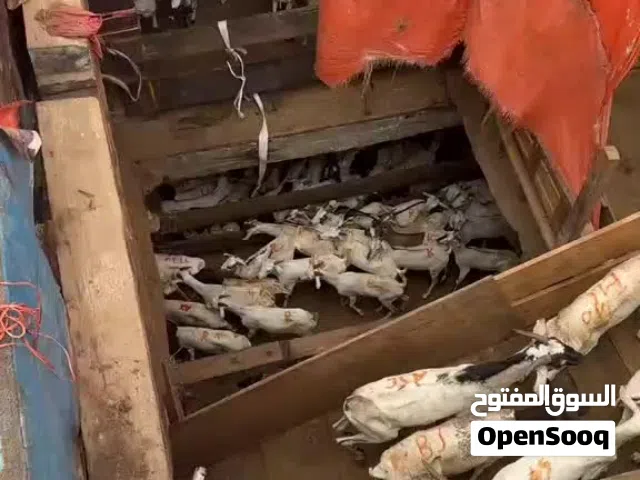 goats and sheep