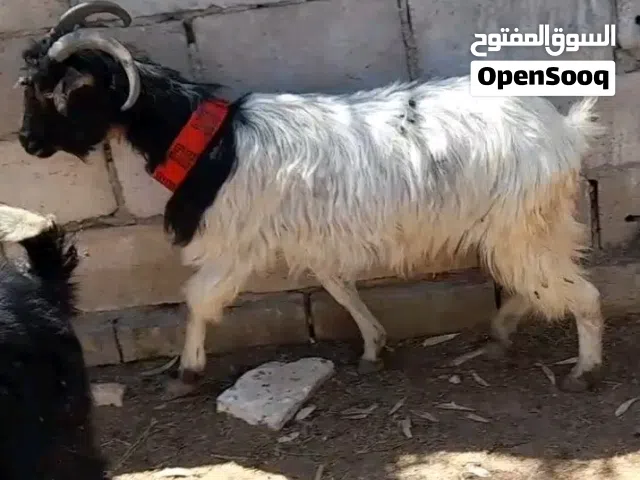 عقيقه نذر فدو بلدي للبيع سن نظيف الموقع سحاب