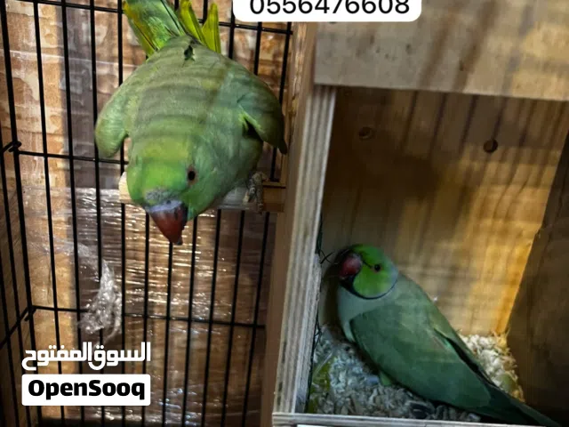 جوز دره مفقود الي يحصله يجي خاص