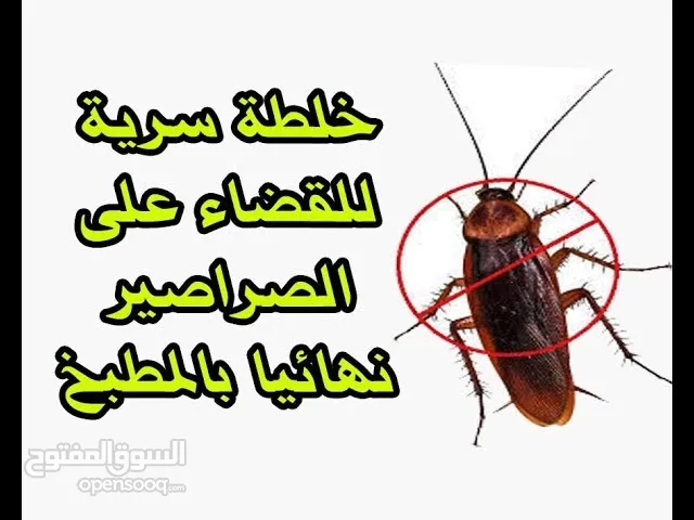 علاج قاتل للصراصير مجرب ومضمون