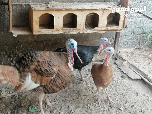 دجاج الديك رومي للبيع