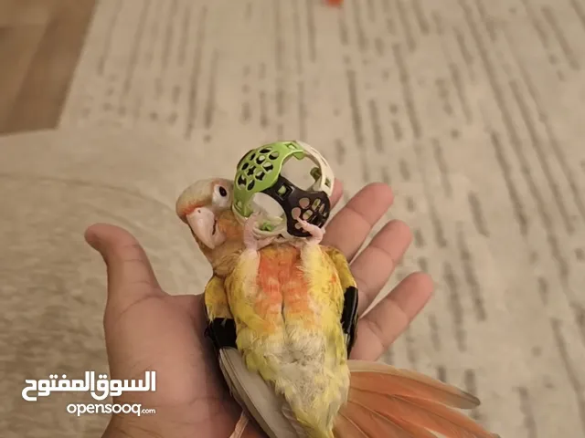 كنيور اناناس أليف جداً