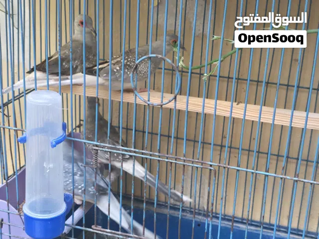 يمام ماسي للبيع