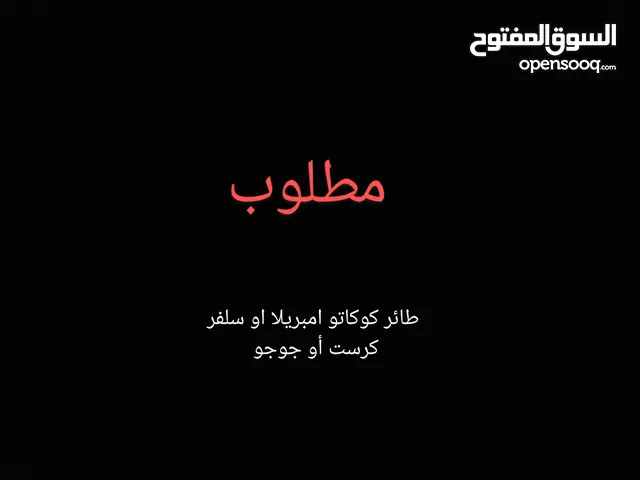 مطلوب طير كوكاتو