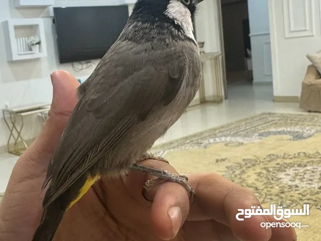 بيعه سريعه بلبل عراقي ربوة