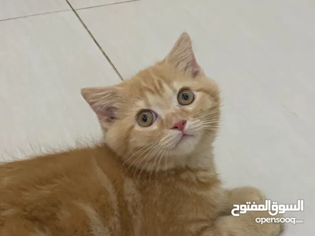 سكوتش فيلد للبيع بسعر مغري