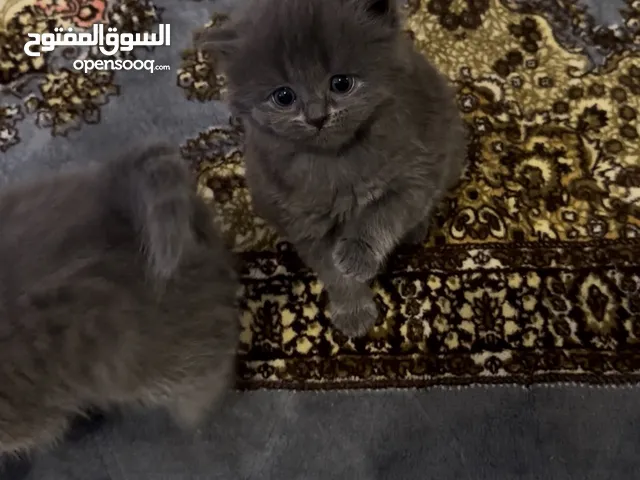 British Kittens