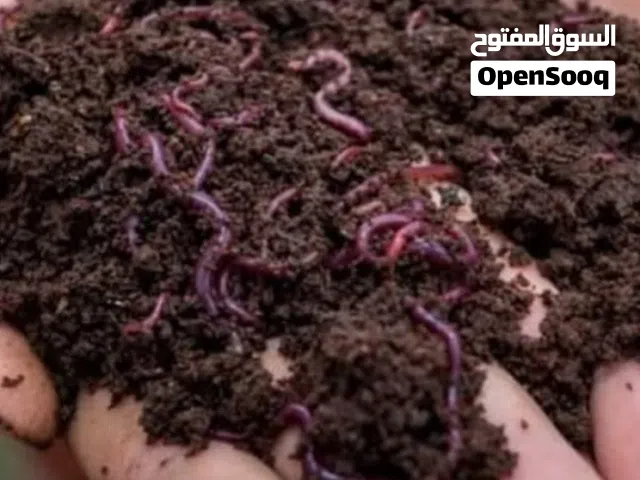 دودة الفيرمي كنبوست