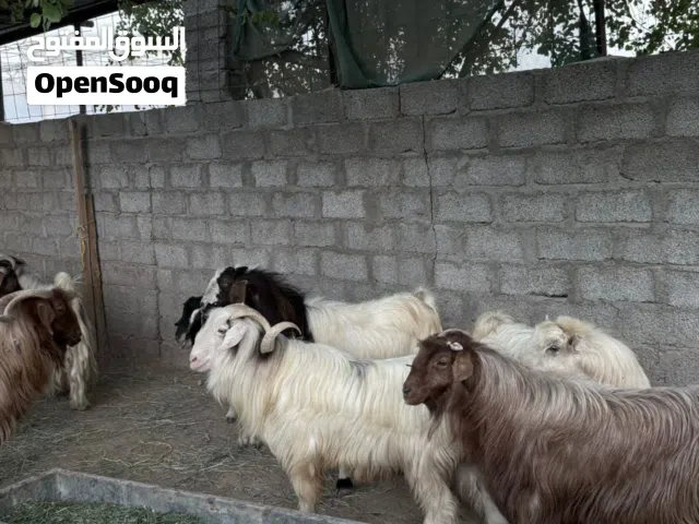 تيوس كبار وسمان فول ينفعن للذبح و تربيه اضاحي العيد يوجد لدينا خدمة توصيل و الذبح