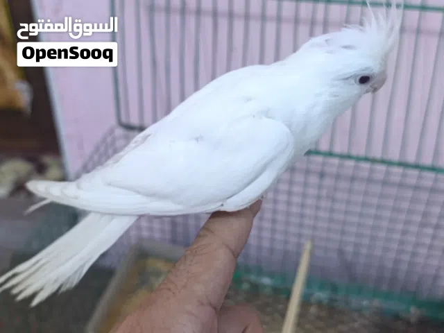 متاح فحل كوكتيل ربه البينو عيون حمر