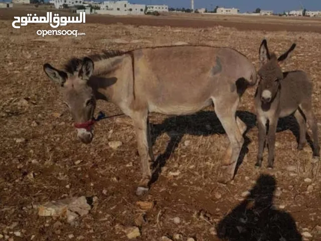 حماره وجحشها للبيع