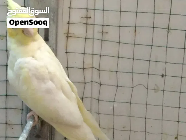 اللهم صل على محمد وعلى ال محمد وعجل فرجهم