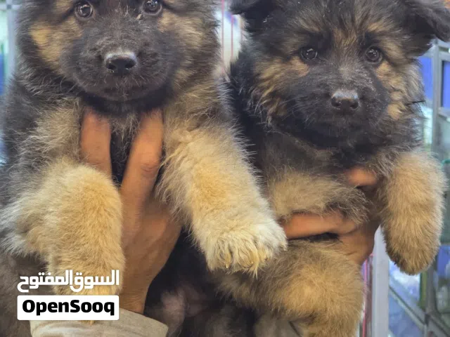 محتاج جرو جيرمن شيبرد في حدود  500جنيه و ممكن ازود