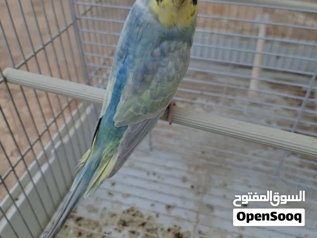 نتاية رينبو لون ووصف ونظافة
