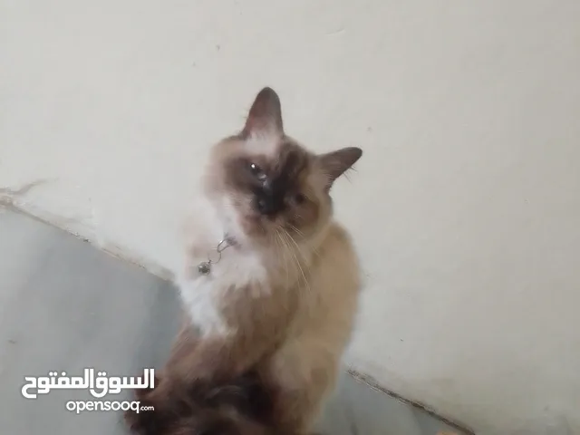 قطة هملايا للبيع بسعر مغري