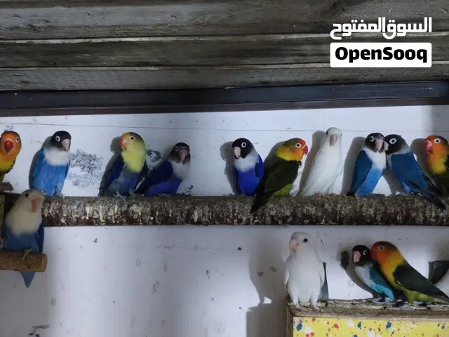 غندور مرتبات مال جني