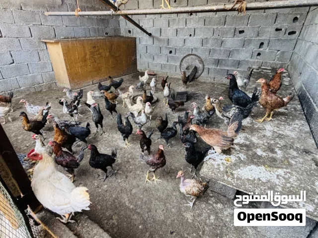 دجاج عربي للبيع