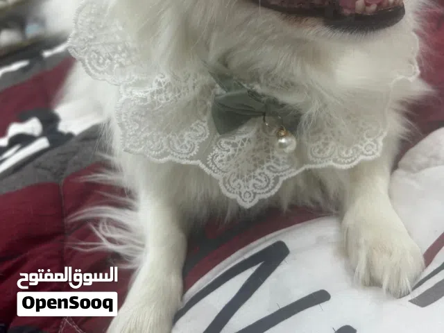 كلب بومرينيان امريكي
