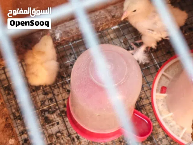 افراخ براهمه عمر اسبوعين واكثر