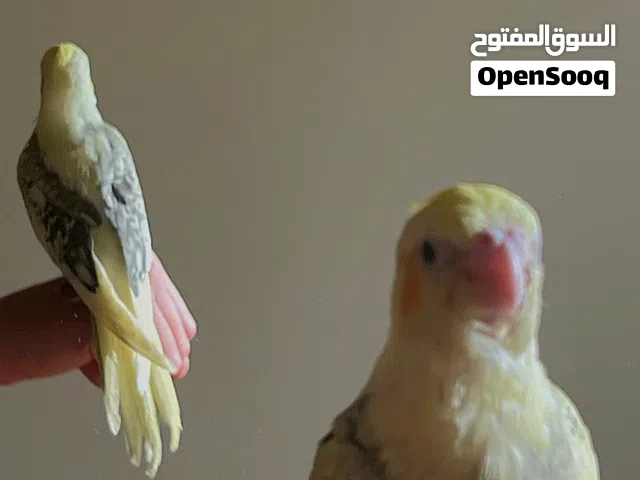 ببغاء كوكتيل مروض فل الفل تبارك الرحمان