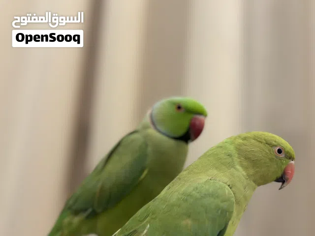 ببغا  قبل التفاوض اليف متزوجين ما يعض مدرب يتكلم يحب الأطفال ويحب يلعب مع الأطفال والأغراض و القفص