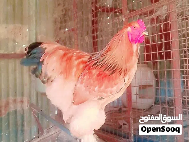 دجاج براهما