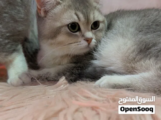 للبيع نثيه