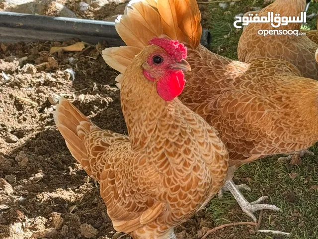 دجاج سبرايت بيور امريكي