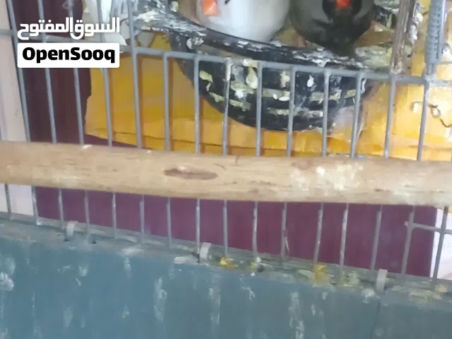 كوبيه زيبرا شاركول كوبيه مدحيه للبيع لله يبارك ومعاهم انتايا افراديه السعر500دينار كوبيه ونتايافرديه