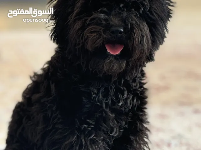 انثى توي بودل Toy poodle