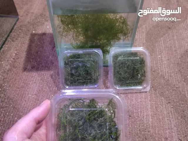 حوض صغير ونبات جافا موس