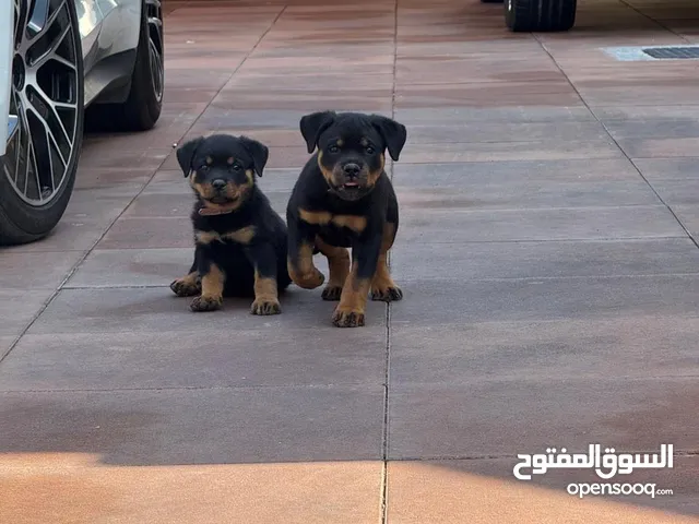 Rottweiler puppies