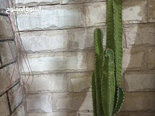 الصبار العمودي