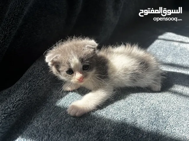 قطط مكس سكوتش وشيرازي للبيع