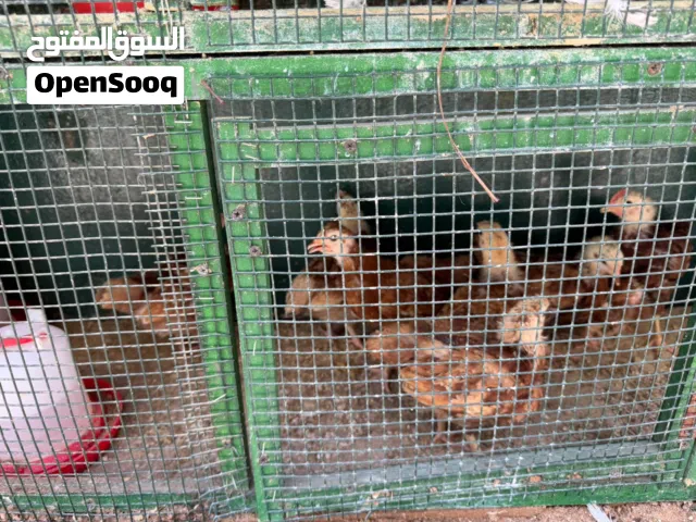 بيع الطيور