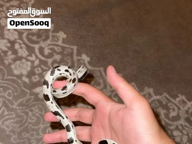 California Kingsnake