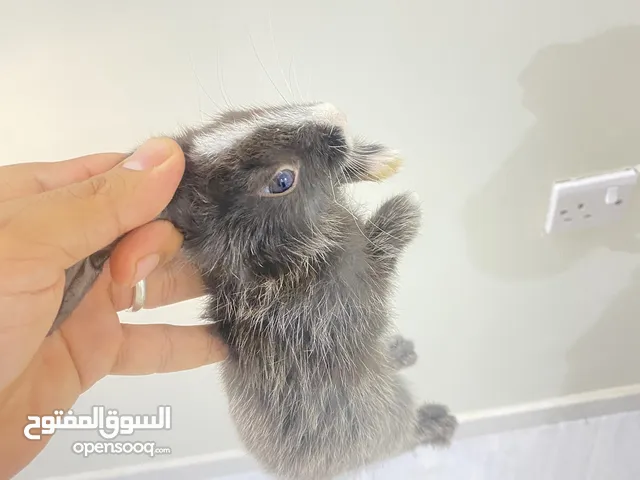 الي يريد ارانب محليه