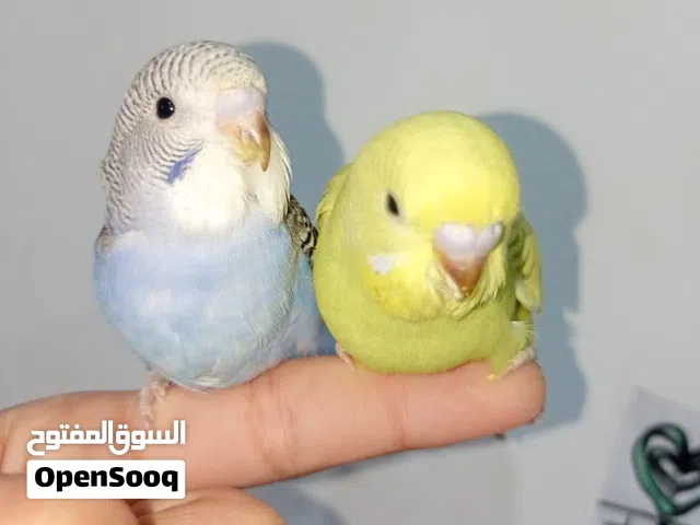 عائلة بادجي كاملة وبصحة ممتازة للبيع او للبدل مع القفاص ومع اغراضه