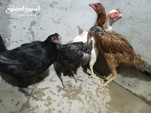 دجاج للبيع بصحة جيدة وعلى وجه ابياض والسعر 55,000 قفل