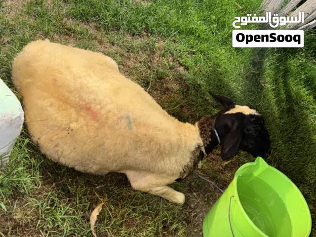 3نعجات للبيع