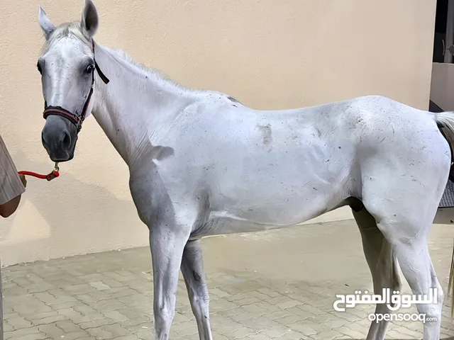 للبيع خيل خصي العمر 7 الون ازرق الخيل حار ولا يصلح لركوب المبتدئين خالي من الإصابات و الصحه جيده جدا