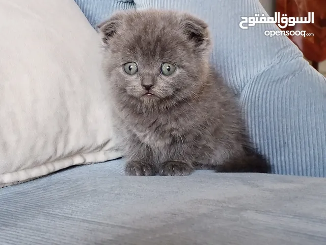 قطط للبيع سكوتش فولد للبيع العمر شهريين