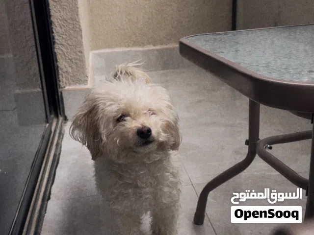 كلب انثى للبيع بودل