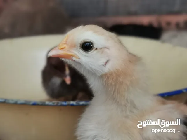 صيصان دجاج للبيع