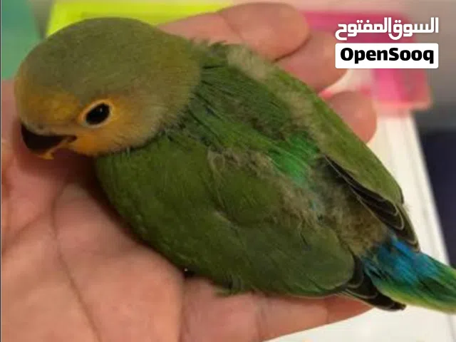 للبيع فرخ لوفبيرد