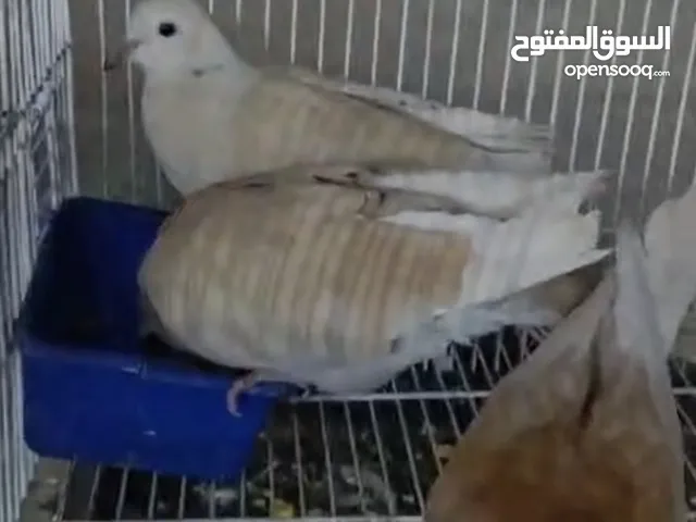 متاح اجواز يمام قمري