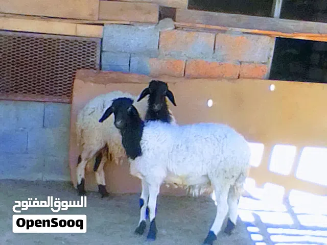 اقراء الوصف